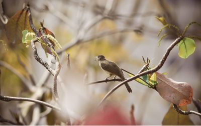 Close-up of bird perching on branch