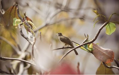 Side view of a bird on stem