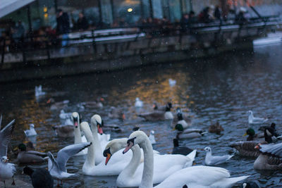 Swans swimming in lake