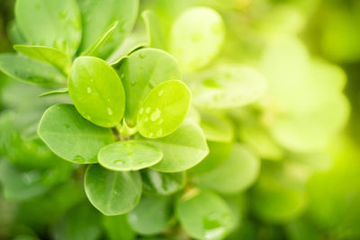 Close-up of water drops on leaves