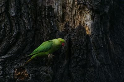 Close-up of parrot perching on tree trunk