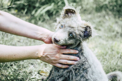 Cropped hands of woman holding dogs