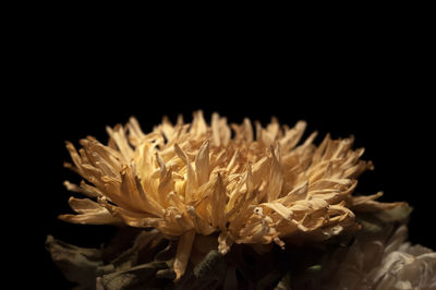 Close-up of flowering plant against black background