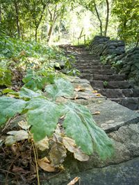 Footpath in forest