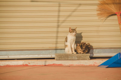 View of cat sitting outdoors