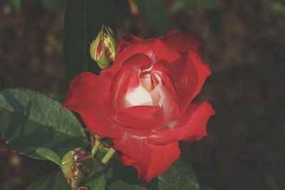 Close-up of red flowers