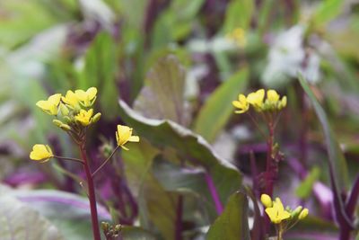 Close-up of yellow flowers