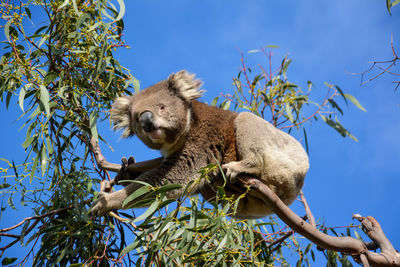 Low angle view of koala on tree
