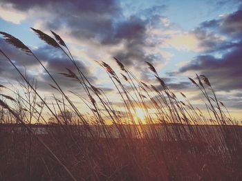 Close-up of silhouette grass against sky during sunset