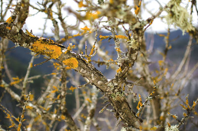 Close-up of tree branch during winter