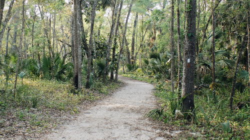 Footpath amidst trees in forest