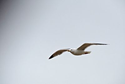 Low angle view of bird flying against clear sky