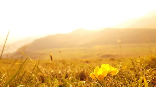 Yellow flowering plants on field against sky