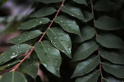 Close-up of wet leaves