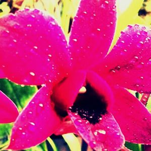 Close-up of pink flower