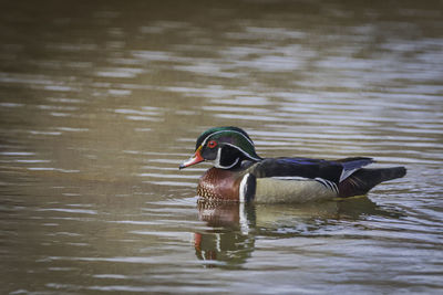 Colorful male wood duck swimming on the lake