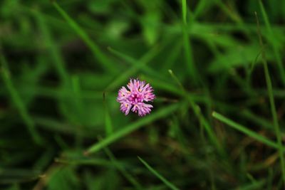 Close-up of pink flower