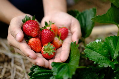 Close-up of hand holding strawberries