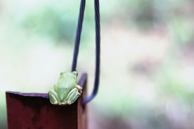 Close-up of leaf on wet plant