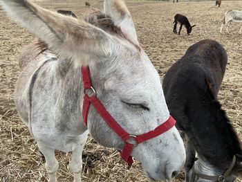 Horses in ranch