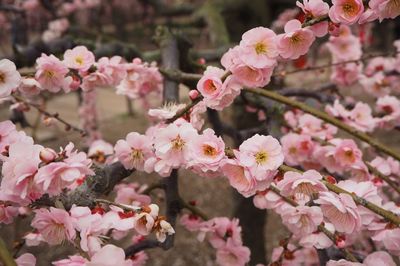 Close-up of pink flowers on branch