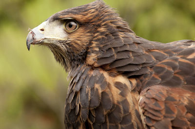 Close-up of golden eagle