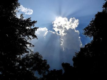 Low angle view of silhouette trees against blue sky