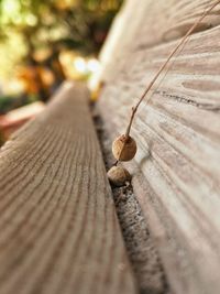 Close-up of dry leaf on wood