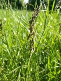 Close-up of wheat plant on field