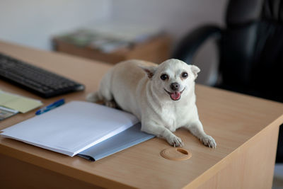 Portrait of little dog sitting on table