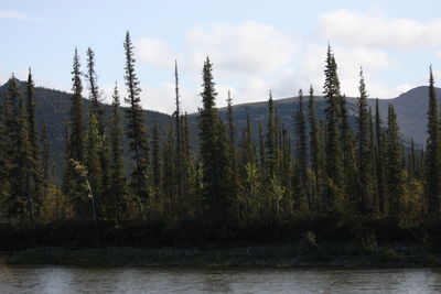 Panoramic view of pine trees by lake against sky