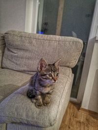 Portrait of cat sitting on sofa at home