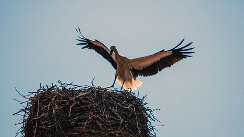 Low angle view of birds flying against clear sky