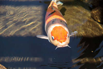 High angle view of koi carp swimming in pond