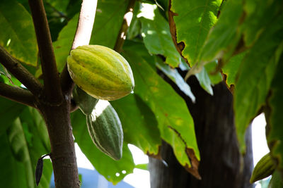 Close-up of fruit growing on tree