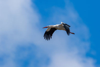 Low angle view of bird flying