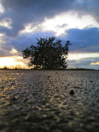 Surface level of trees on field against sky at sunset
