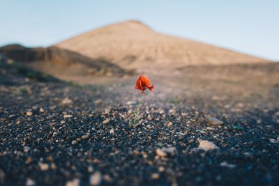 Flower blooming on land against mountains