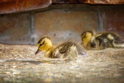 Duck swimming in a water