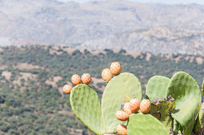 Close-up of succulent plant
