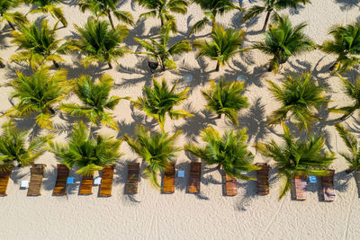 Palm trees on beach