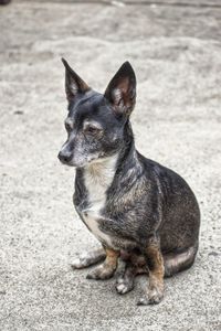 Close-up of dog looking away