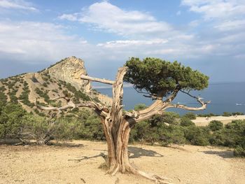 Dead tree on desert against sky