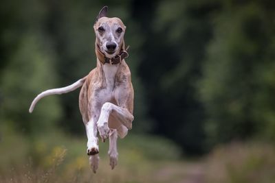 Dog running on grassy field