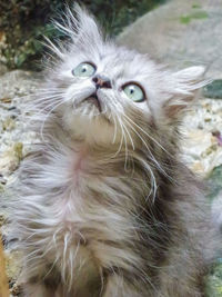 Close-up portrait of cat