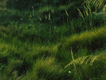 Full frame shot of grass on field