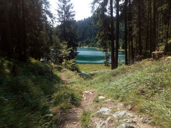 Scenic view of trees growing in forest