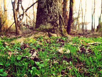 Trees in forest