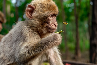 Close-up of monkey sitting on tree