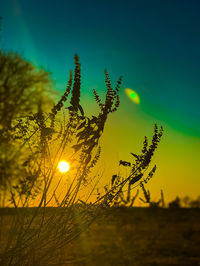 Plants against sky during sunset